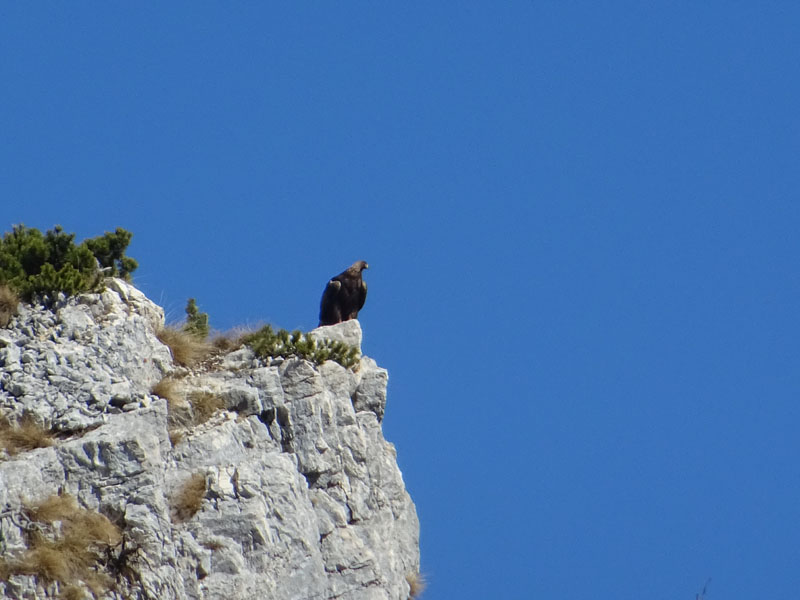 Aquila chrysaetos........posatoio